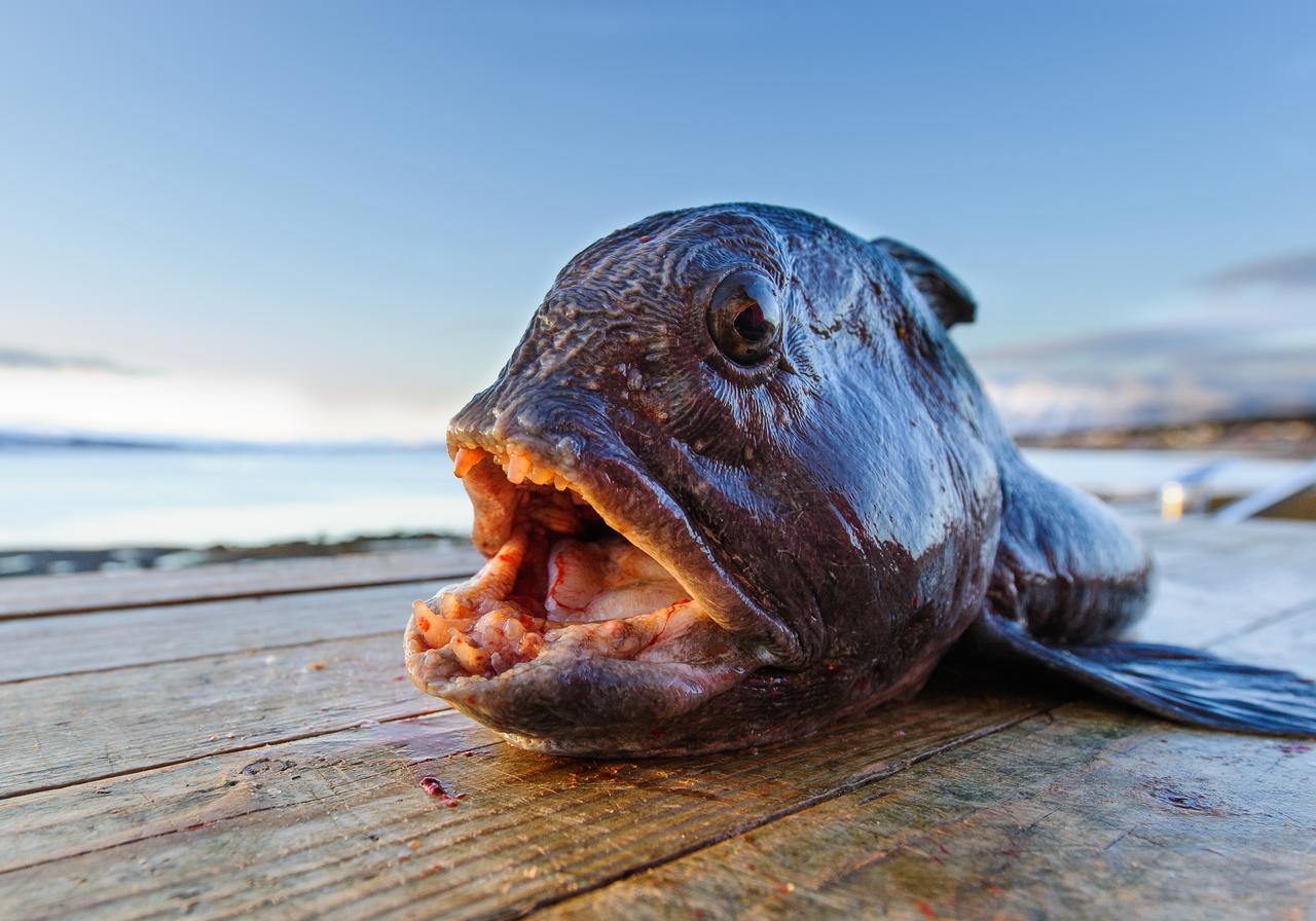 Vikran Vacation: Sea Fishing And Northern Lights Luaran gambar
