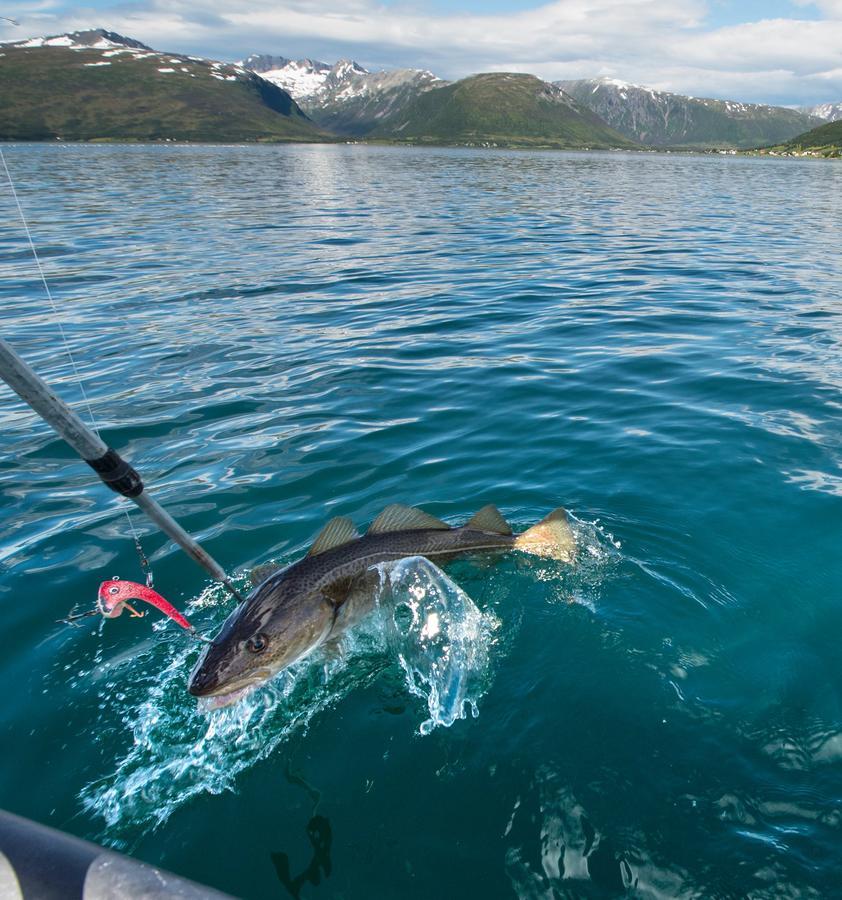 Vikran Vacation: Sea Fishing And Northern Lights Luaran gambar